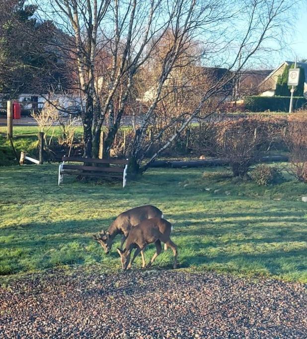 Roe Deer Cottage Near Glencoe Fort William Luaran gambar