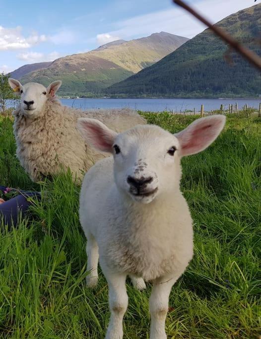 Roe Deer Cottage Near Glencoe Fort William Luaran gambar